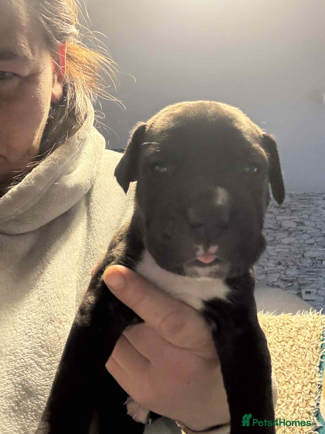 Mixed Breed dogs for sale: Cane corso puppys - Advert 32