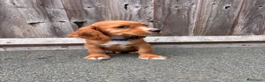 Orange and White Dog- Dark blue collar 