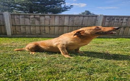 Labrador Retriever dogs for sale: Darkest Fox Red Labrador Puppies  - Image 22