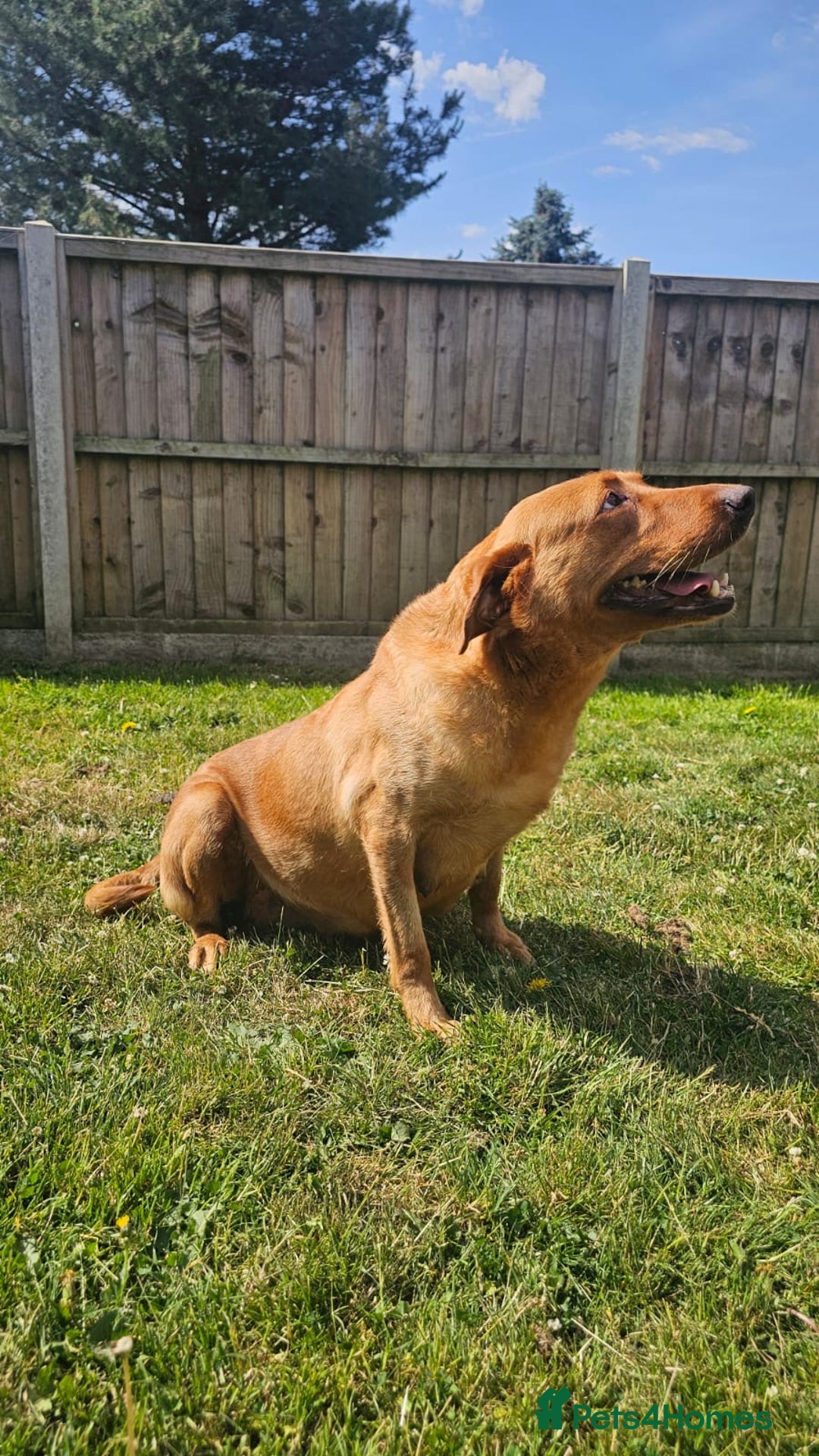 Labrador Retriever dogs for sale: Darkest Fox Red Labrador Puppies  - Image 22