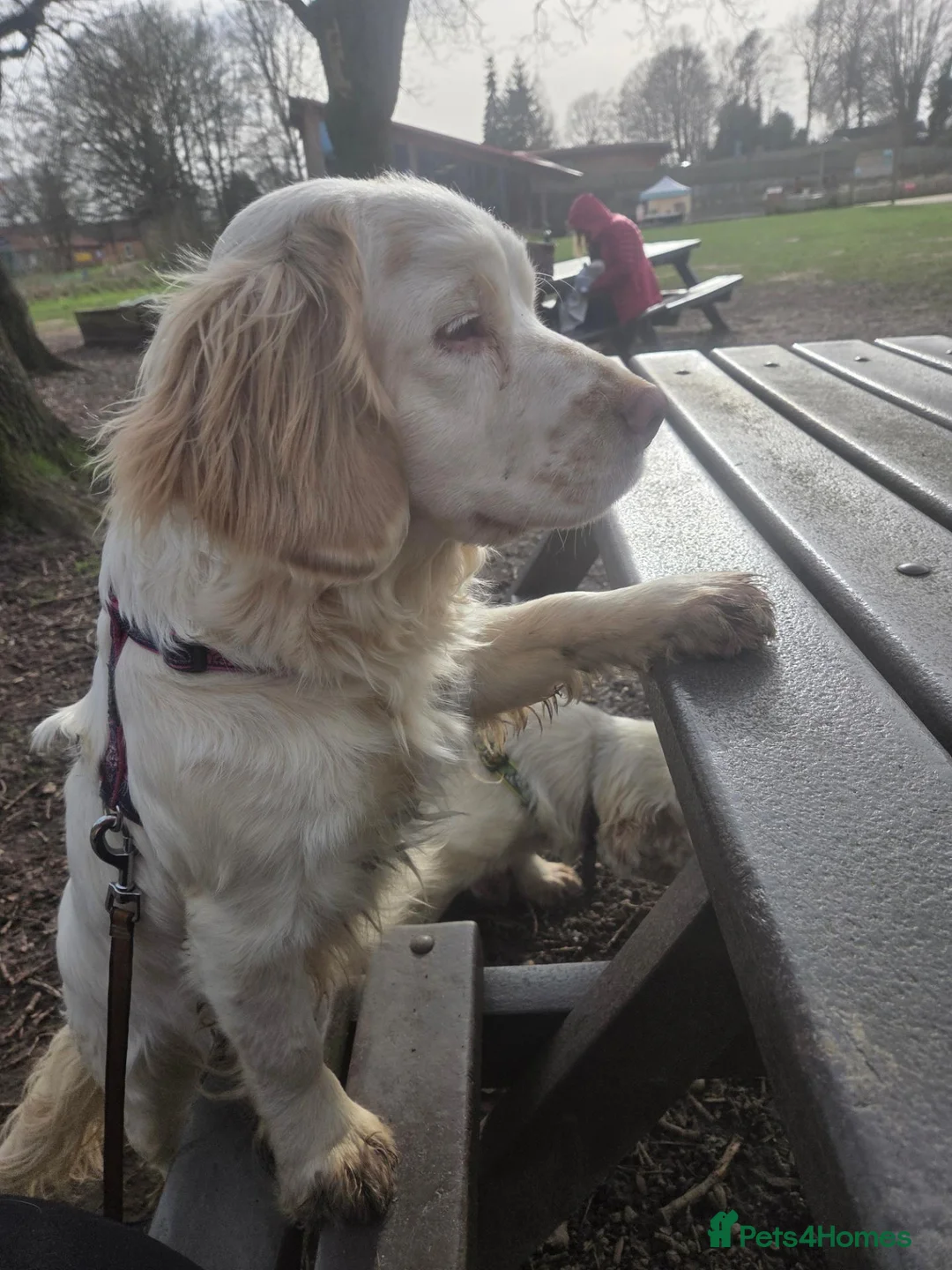 Clumber Spaniel dogs for sale: Working clumber spaniel girl  in Doncaster - Advert 2