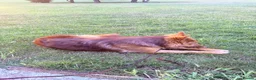German Shepherd dogs for sale: Liver and tan German shepherd  - Advert 7