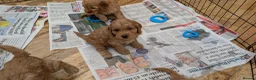 Cockapoo dogs for sale: DNA Clear F1 Red Toy Cockapoo Puppies  - Advert 15