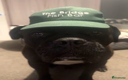 Cane Corso dogs for sale: Beautiful cane corso protection trained - Image 4