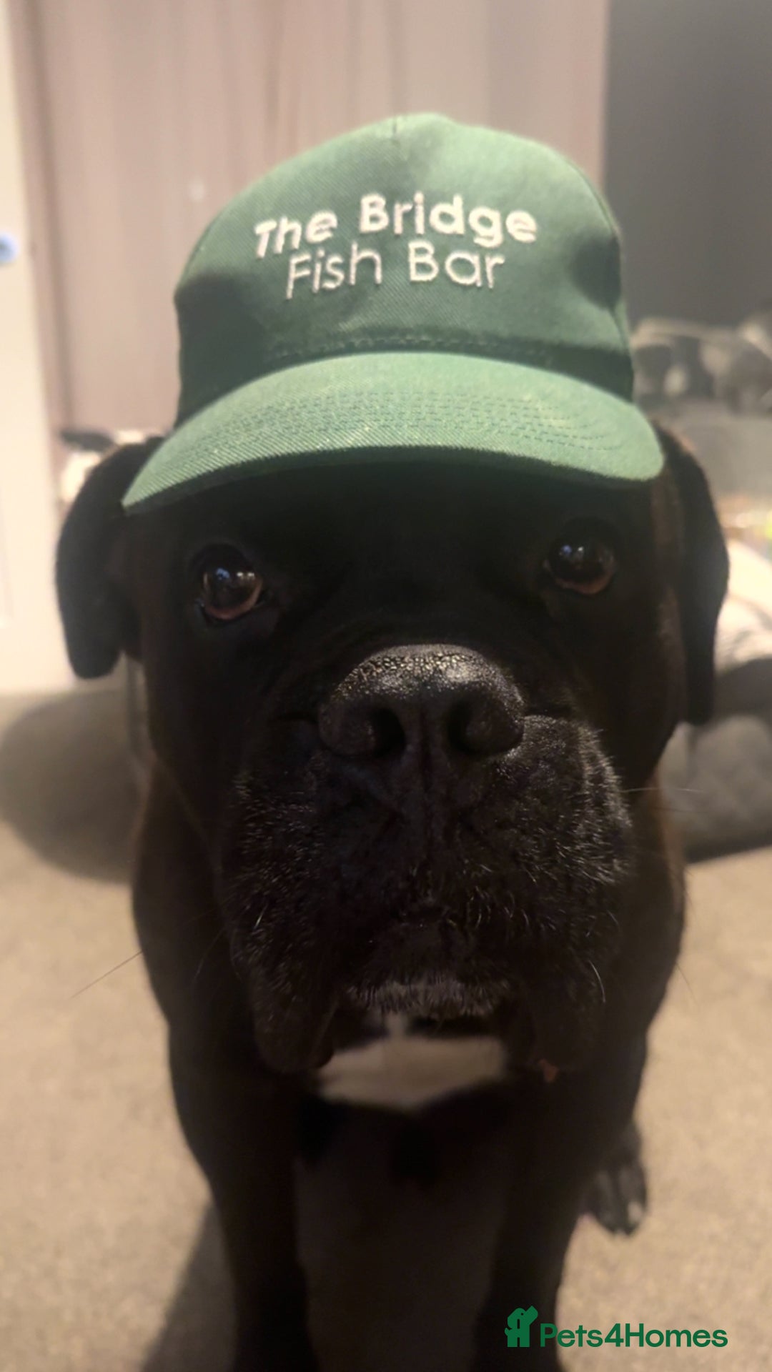 Cane Corso dogs for sale: Beautiful cane corso protection trained - Image 4