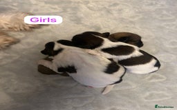 Shih Tzu dogs for sale: KC Registered Breed Standard Shih Tzu Puppies - Image 7