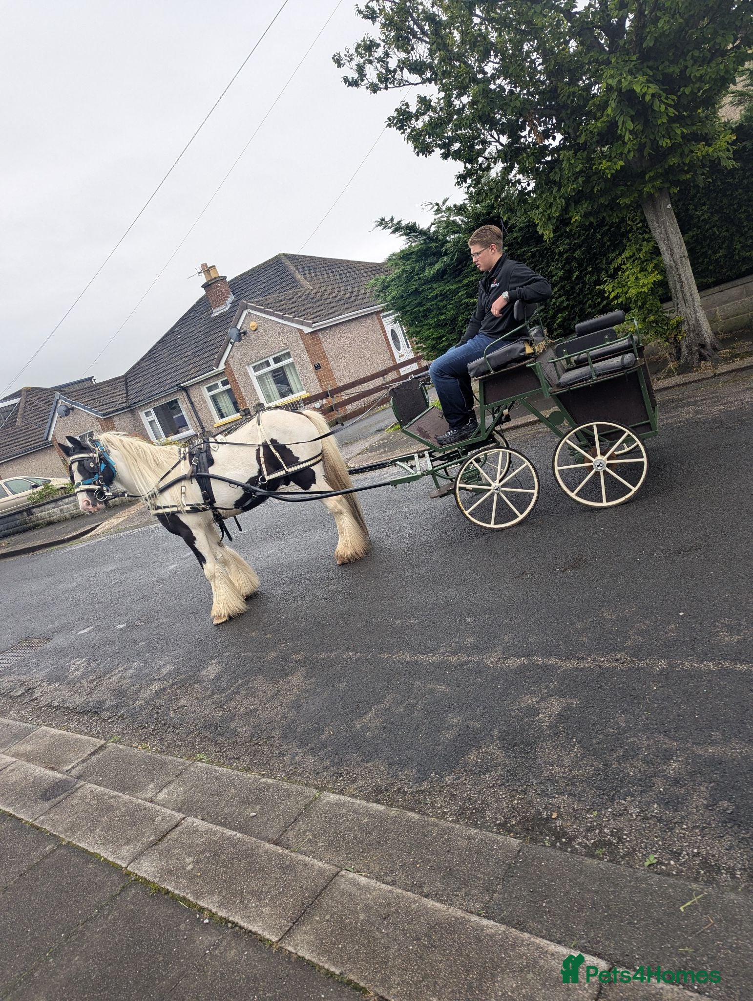 Irish Cob horses 13hh Ride & drive gelding  - Advert 1