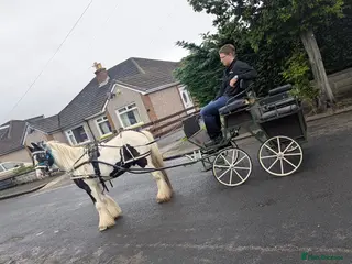 Irish Cob horses 13hh Ride & drive gelding - Advert 19