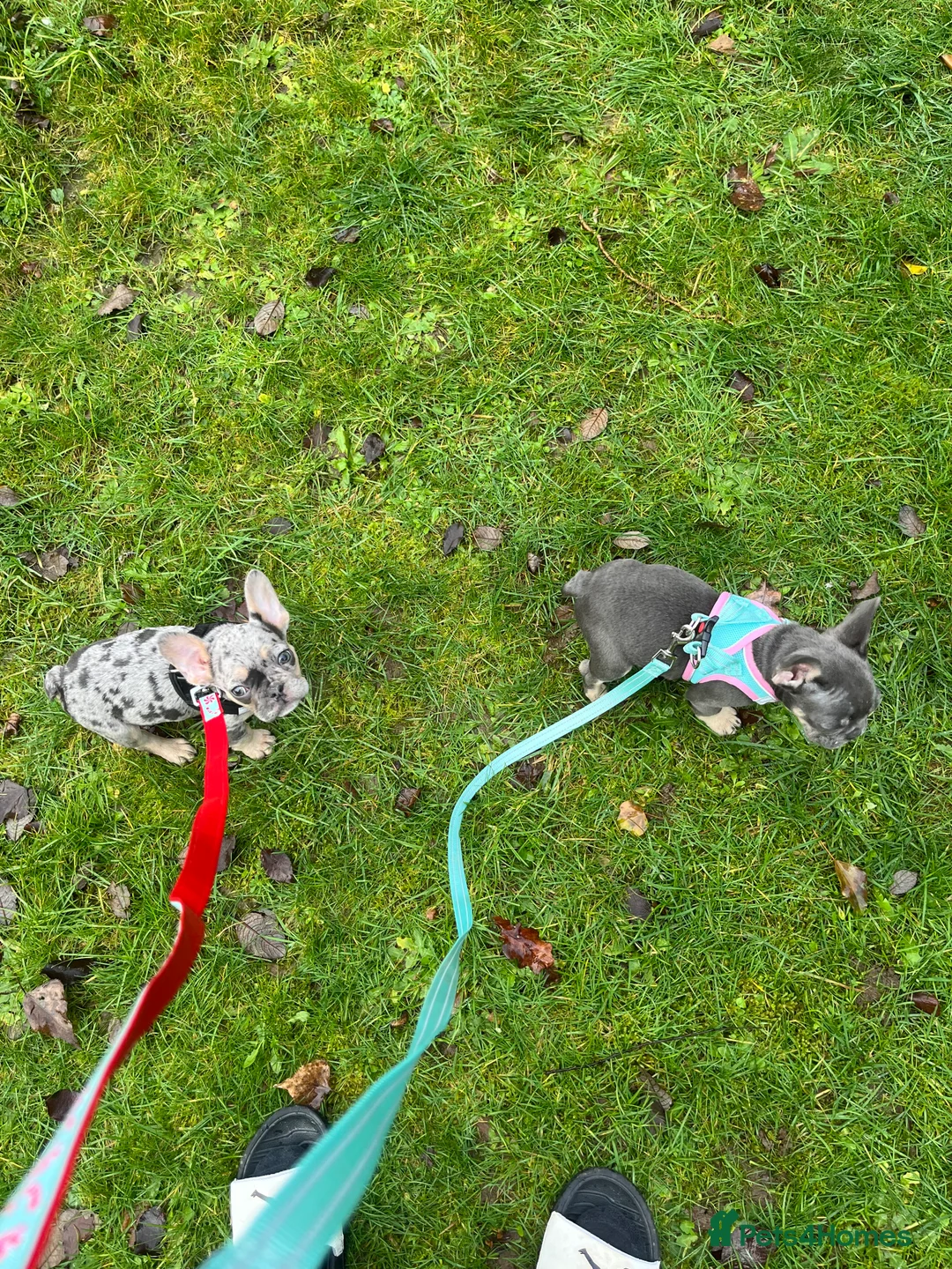 French Bulldog dogs for sale: Beautiful French bulldog pups ready to leave now - Advert 4