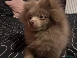 Pomeranian dogs Antonio - Advert 18