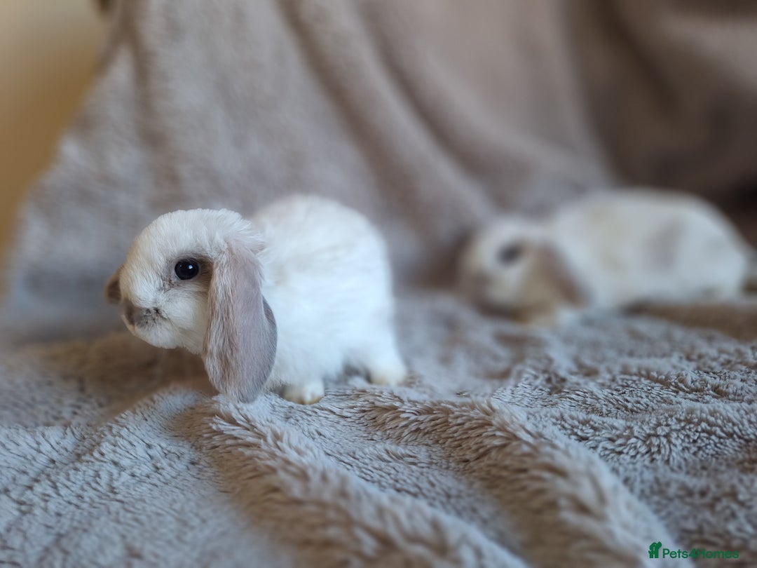Mini Lop rabbits for sale: Beautiful pure breed mini lops  - Image 10