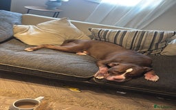 Mixed Breed dogs for sale: Fred  - Image 3
