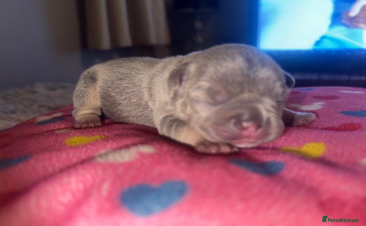 French Bulldog dogs - Advert 14