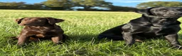 Labrador Retriever dogs for sale: KC Pedigree Labrador Puppies READ DESC. RE PRICING in Pontypool - Advert 10