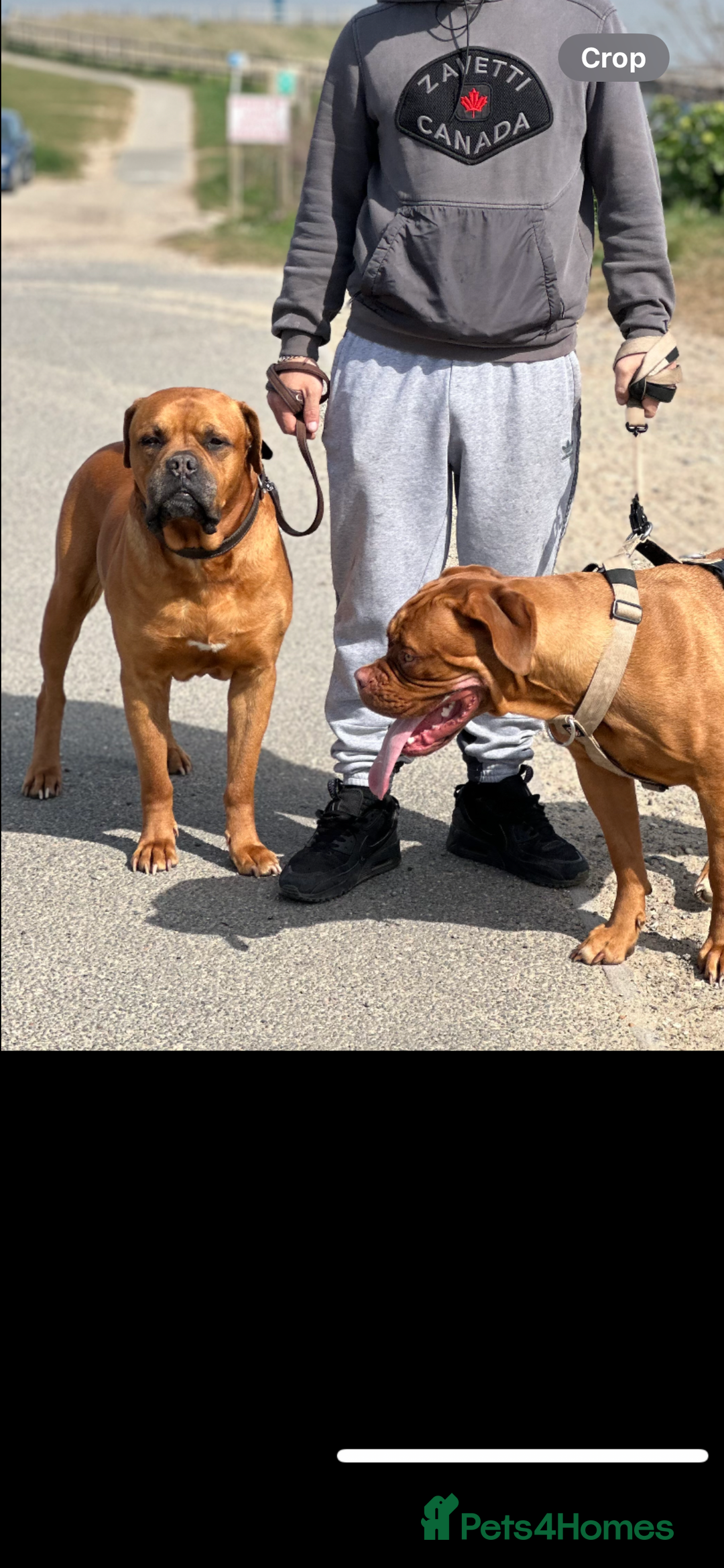 Mixed Breed dogs for sale: Adorable big chunky puppies - Advert 3