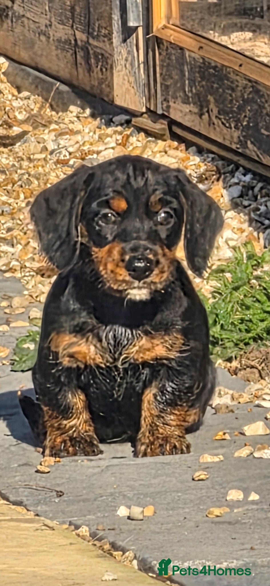 Miniature Dachshund dogs Dachsunds - Advert 12