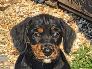 Miniature Dachshund dogs Dachsunds - Advert 12