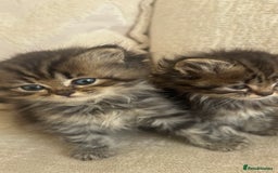 Persian cats for sale: Beautiful persian chinchilla kittens  - Image 12