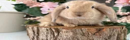 Mini Lop rabbits for sale: New born mini lop rabbits - Advert 7
