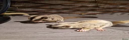 Sugar Glider rodents for sale: Trio of sugar gliders in Verwood - Advert 7