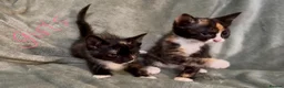 Mixed Breed cats for sale: 3 kittens looking for loving homes  - Advert 5
