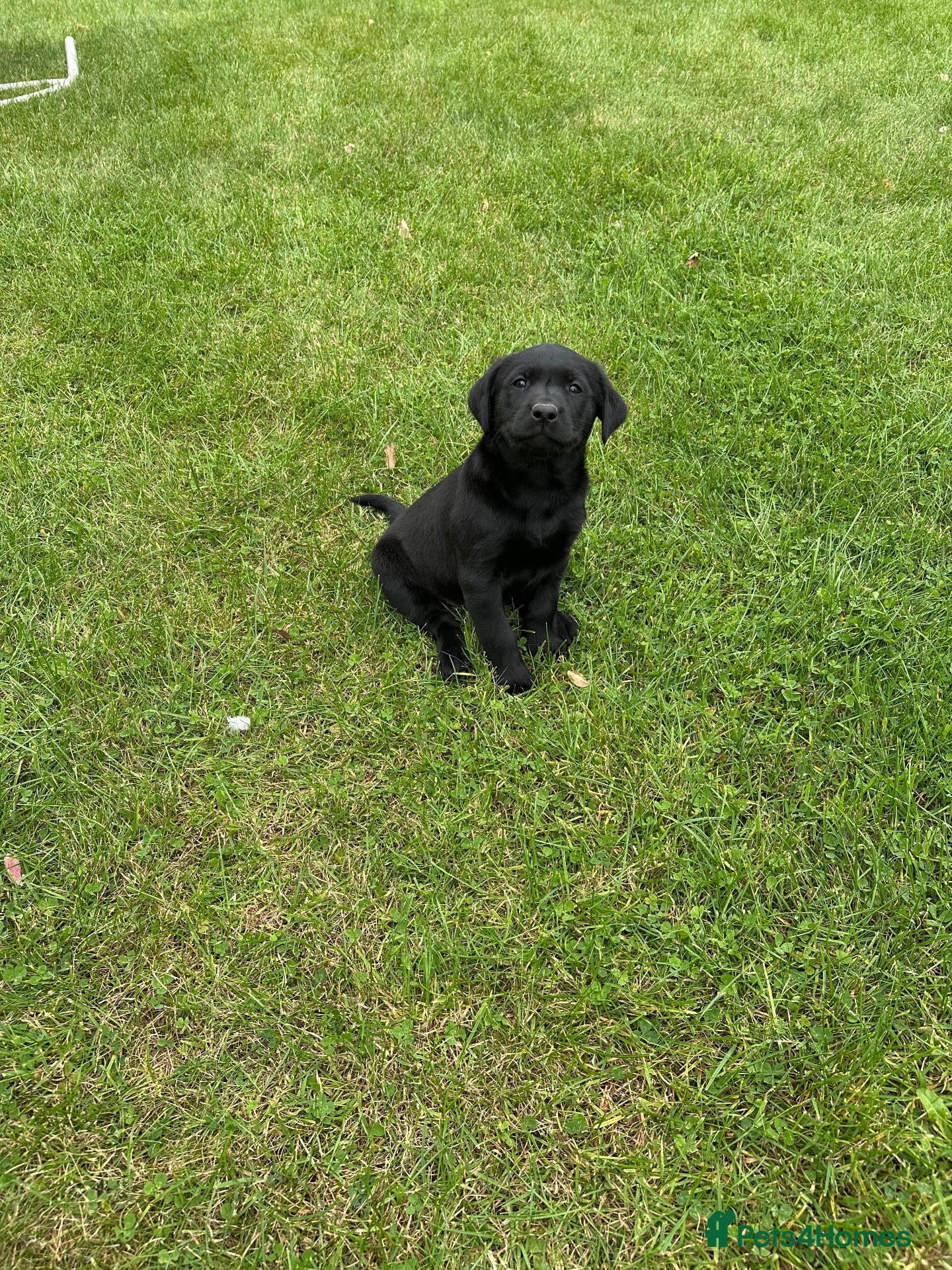 Labrador Retriever dogs Handsome Labrador dogs available  - Advert 2