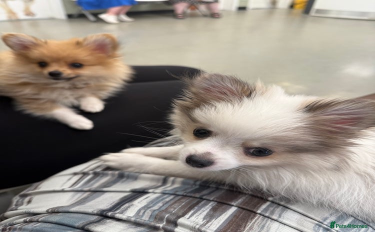 Pomchi dogs - Advert 1
