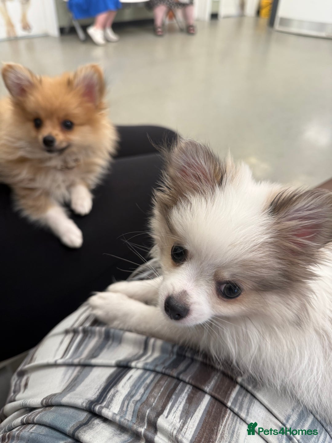 Pomchi dogs for sale: I have to sell my little man - Image 1