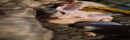 Sphynx cats for sale: Sphyx kittens for sale both £750 - Advert 24