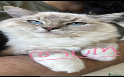 Ragdoll cats for sale: Our beautiful girl needs a new home!  - Image 8