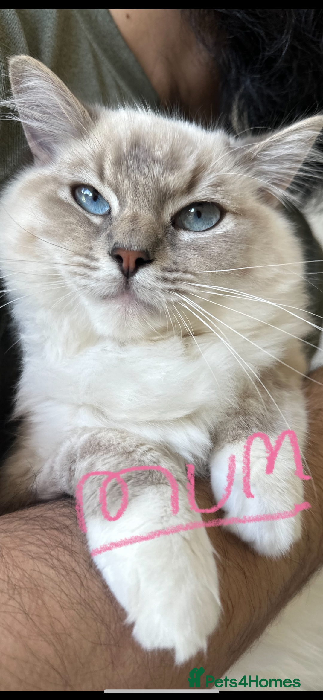 Ragdoll cats for sale: Our beautiful girl needs a new home!  - Image 8