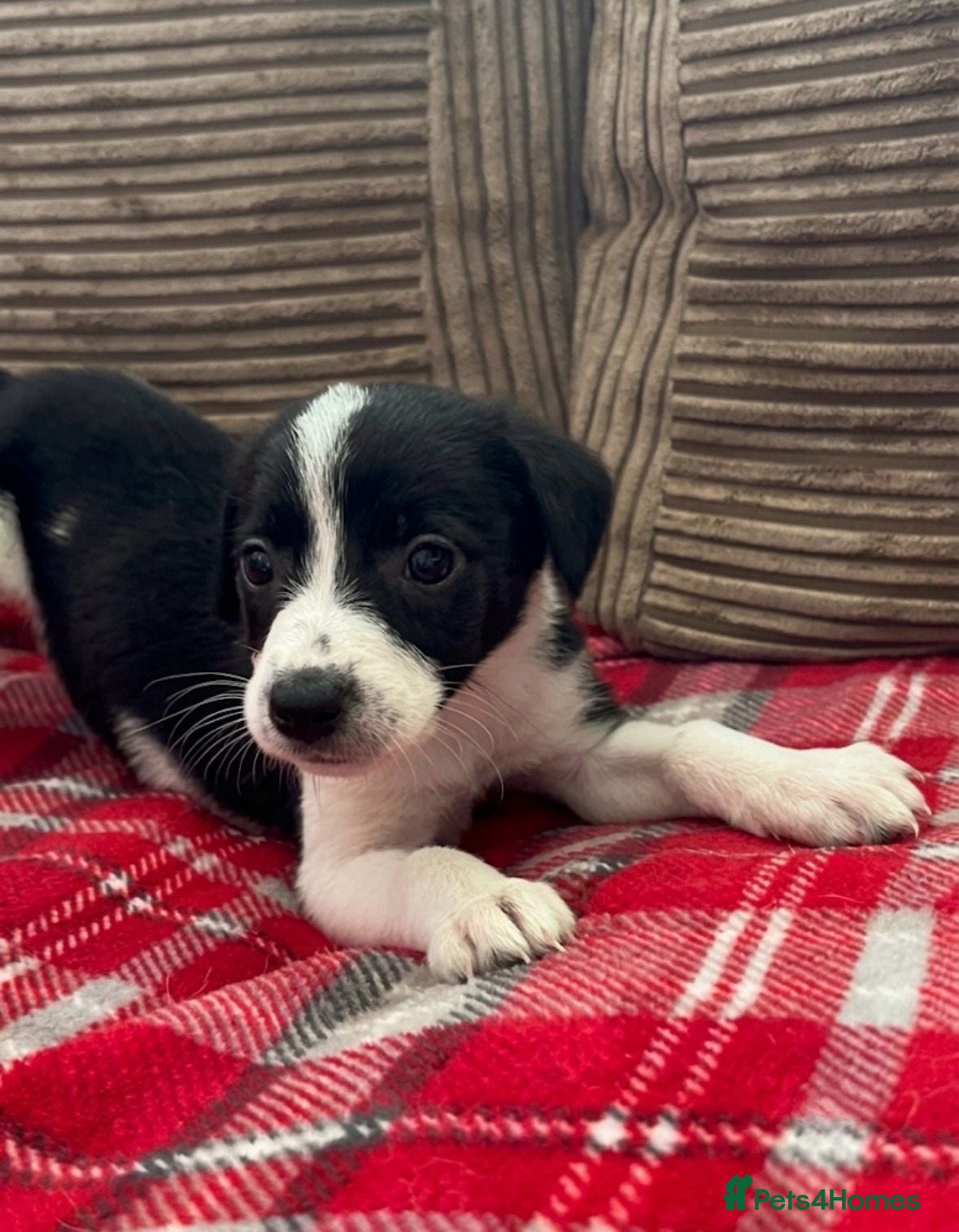 Mixed Breed dogs 🐾✨ TWO Border Collie x Blue Heeler Pups left ✨🐾 - Advert 1