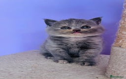 Scottish Fold cats for sale: Beautiful litter of Scottish fold  reservation 😍 - Image 2