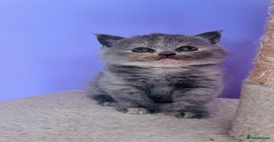 Scottish Fold cats - Advert 4