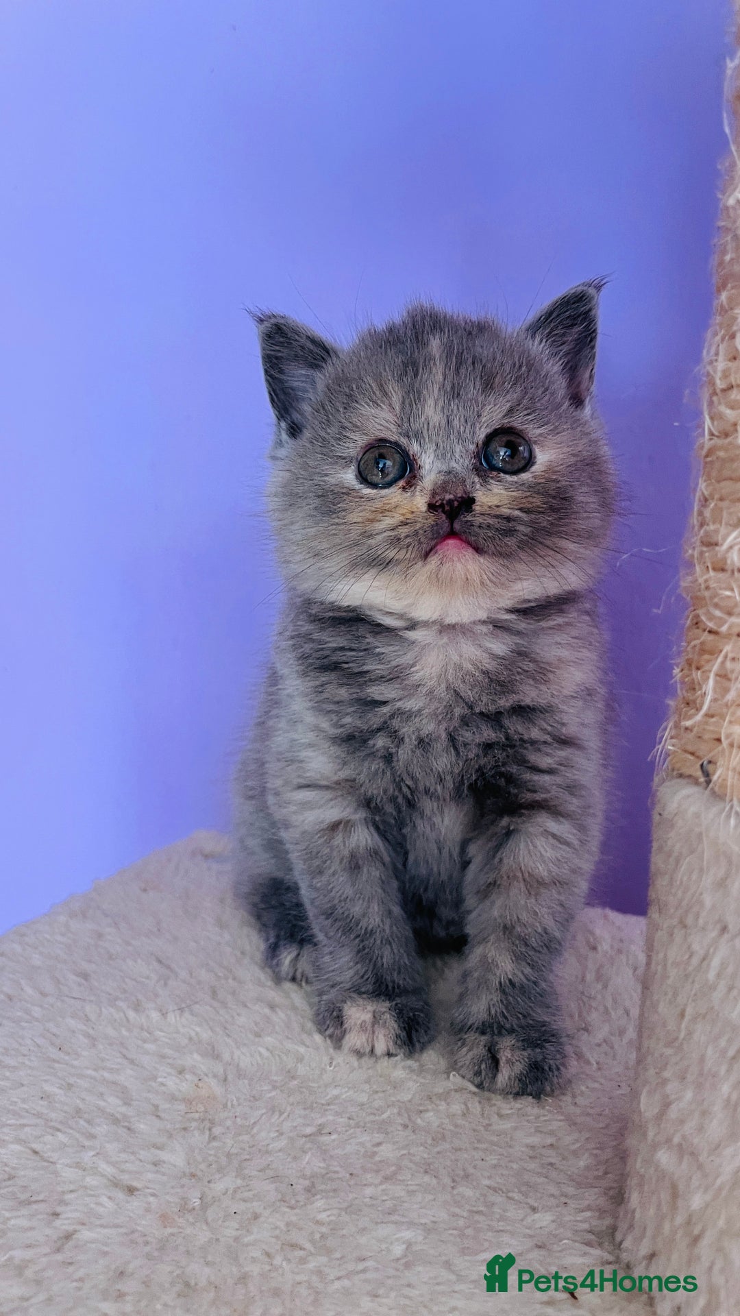 Scottish Fold cats for sale: Beautiful litter of Scottish fold  reservation 😍 - Image 2
