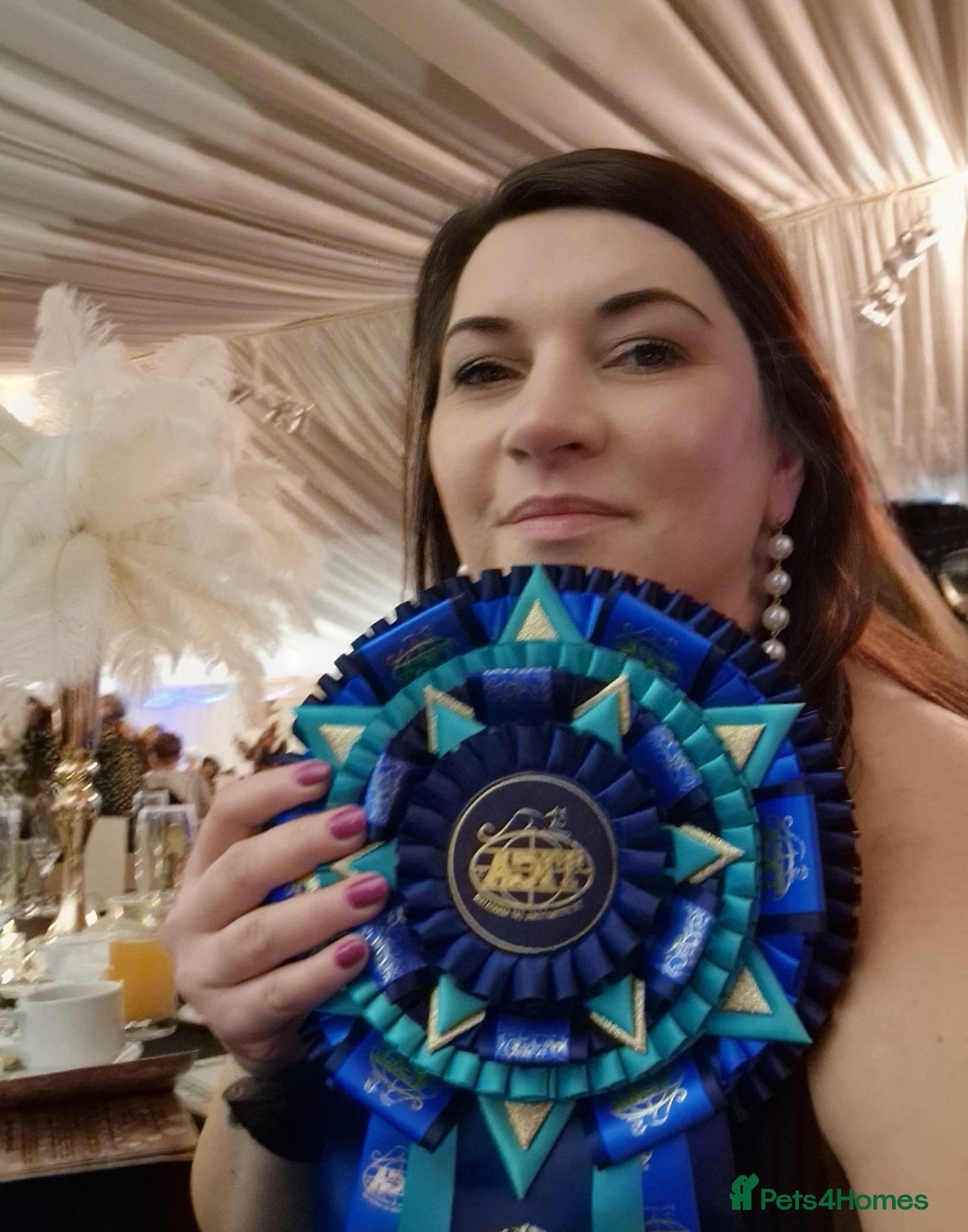 Ragdoll cats 🏆✨️Exclusive kittens from Champion parents🥇🐈 - Advert 2