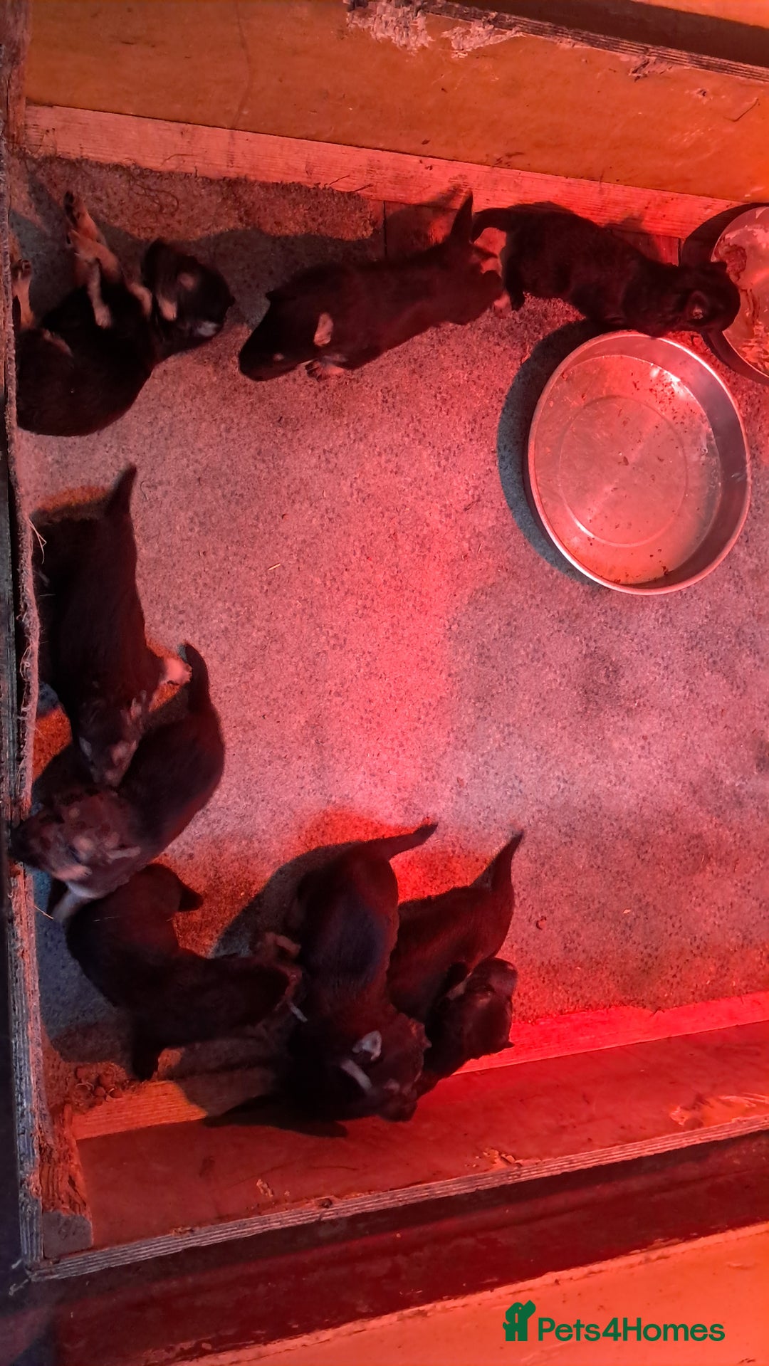 German Shepherd dogs for sale: KC reg German Shepherds, Loving family pups - Image 14