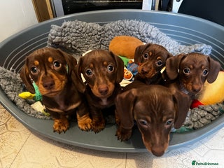 Miniature Dachshund dogs - Advert 28