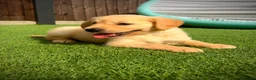 Golden Retriever dogs for sale: Kc registered golden retriever puppies !!! - Advert 4