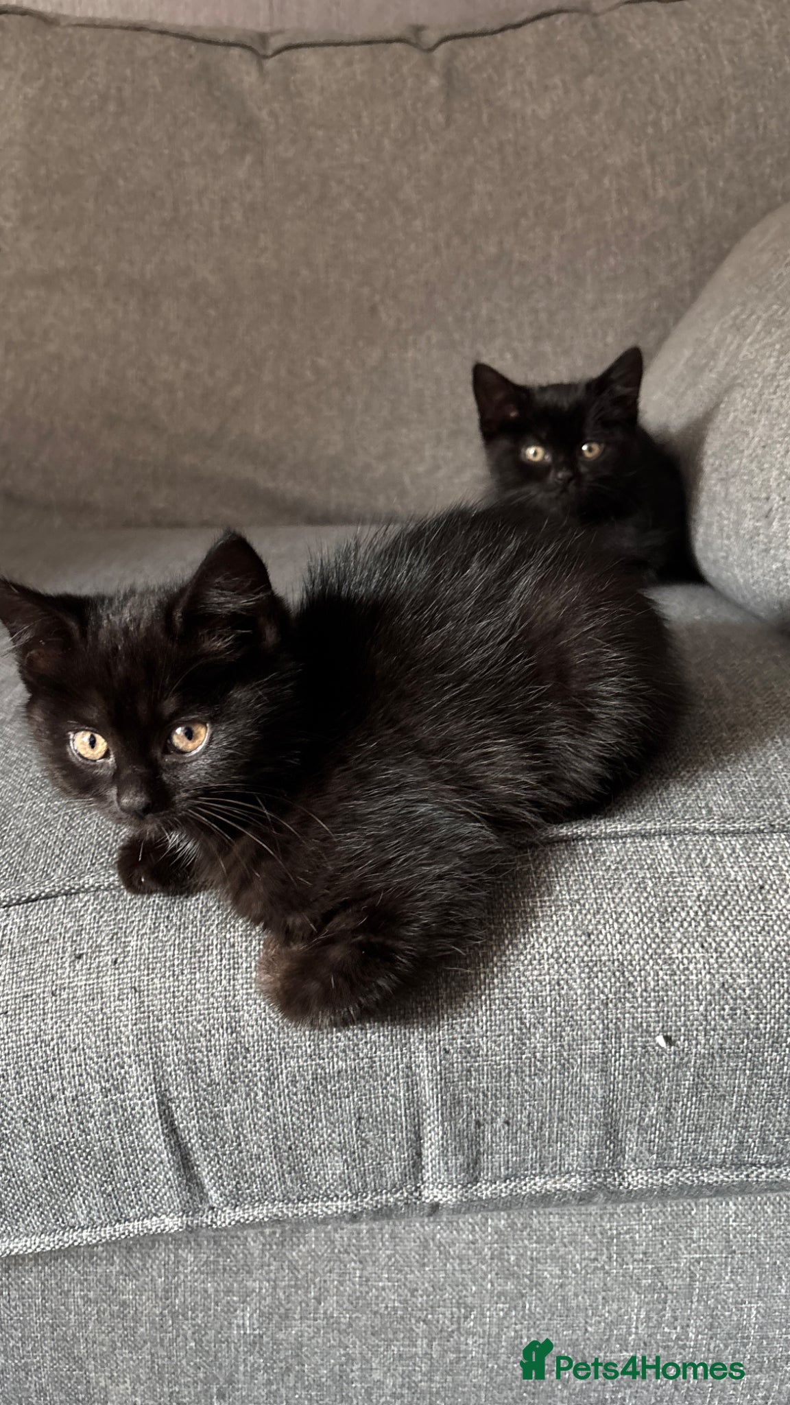 Mixed Breed cats 10 week old kittens. Ready Now - Advert 2