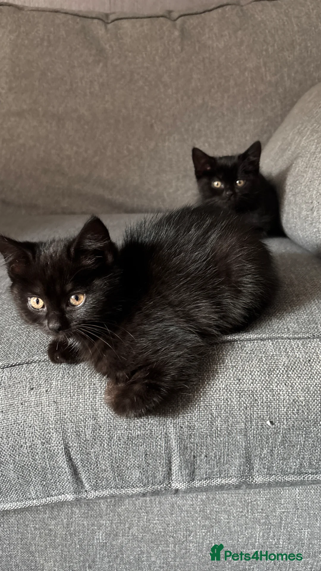 Mixed Breed cats for sale: 10 week old kittens. Ready Now - Advert 1