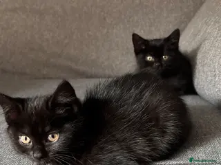 Mixed Breed cats 10 week old kittens. Ready Now - Advert 4