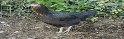 Chickens poultry for sale: Hatching eggs , day old chicks , growers and layer - Advert 8
