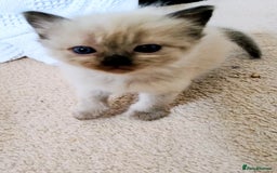 Ragdoll cats for sale: Pure bred Ragdolls looking for loving homes - Image 5