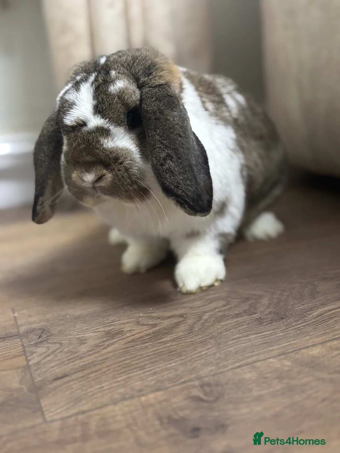 French Lop rabbits for sale: Beautiful lop buck - Advert 4