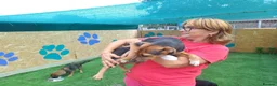 Mixed Breed dogs for adoption: 🐾🧡 ROCCO – A FRIENDLY BOY FULL OF CHARACTER 🧡🐾 - Advert 22