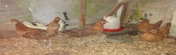 Chickens poultry for sale: Silkie cross young pullets  - Advert 4