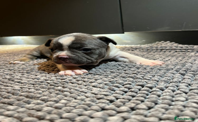 French Bulldog dogs ♥️Litter of 6 French Bulldog Puppies♥️ - Advert 1