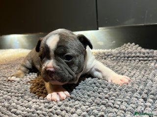 French Bulldog dogs ♥️Litter of 6 French Bulldog Puppies♥️ - Advert 2