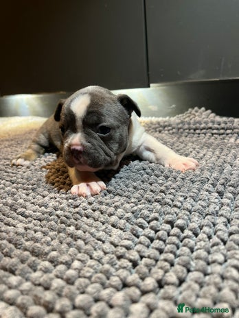 French Bulldog dogs ♥️Litter of 6 French Bulldog Puppies♥️ - Advert 1